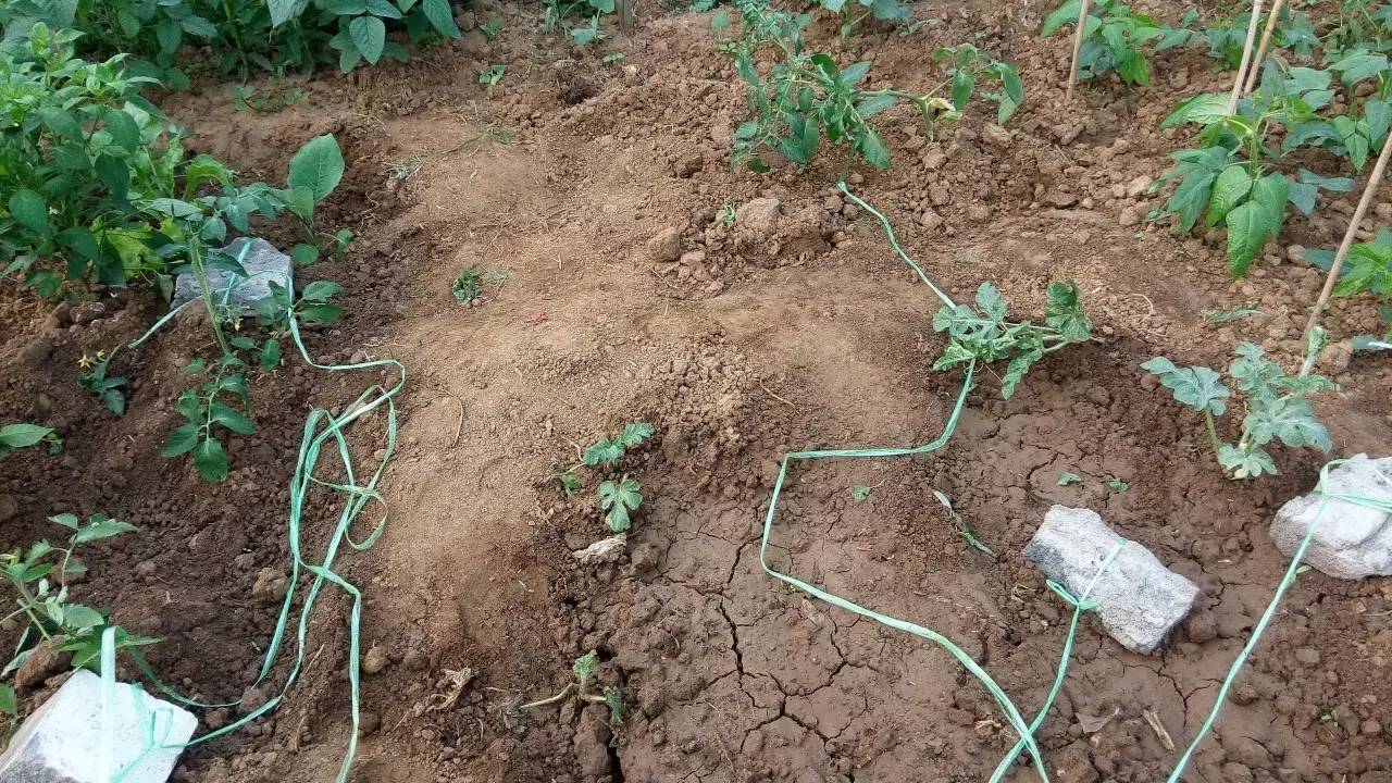 当年的偷菜游戏现在怎么玩,新出的偷菜的那个游戏叫什么