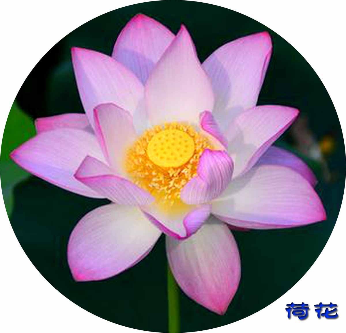 睡莲和荷花的区别在哪,睡莲与荷花有什么区别和联系