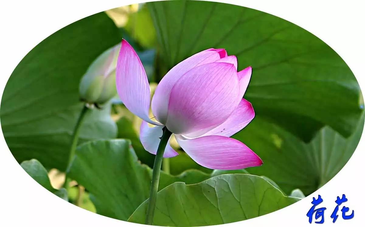 睡莲和荷花的区别在哪,睡莲与荷花有什么区别和联系