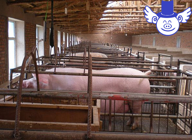 哪种方法养猪最好视频,哪种养猪模式最有前景