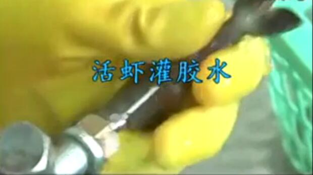 你吃的虾可能打了胶!简直令人发指,看吐了