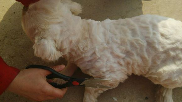 给宠物剪毛注意事项,给宠物剪毛怎么才能剪平整