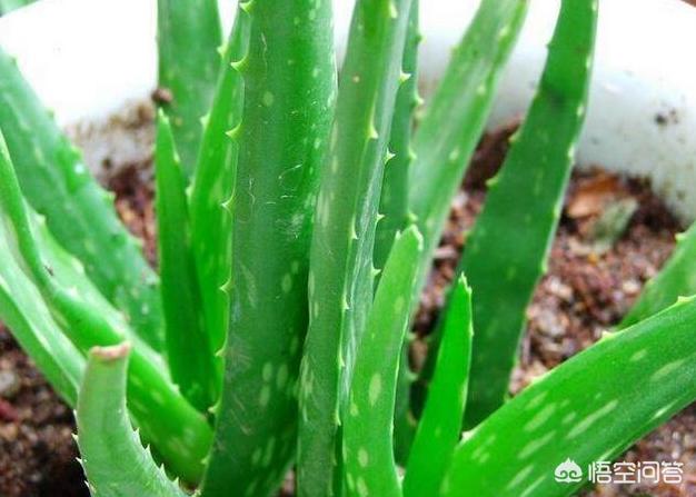 怎么让芦荟多长侧芽,有什么办法能让芦荟快点长