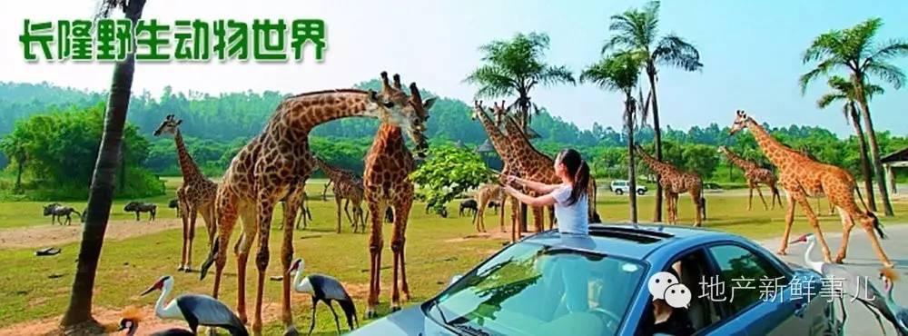 郑州即将开业的野生动物园,郑州长隆野生动物园