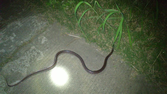 五步蛇的抓捕方法,捕捉五步蛇最好方法