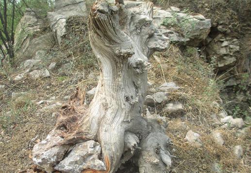 土鸡变凤凰土耳其,土鸡变成凤凰