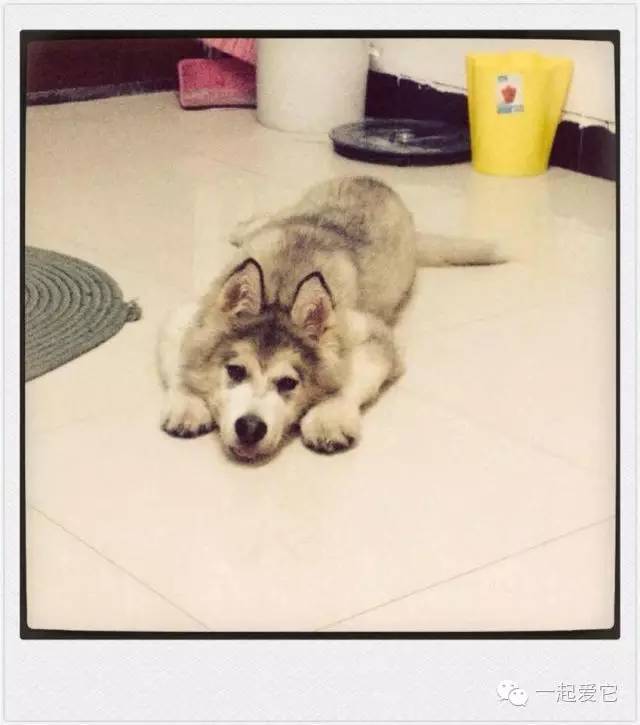 狗拉拉阿拉斯加,拉拉和阿拉斯加