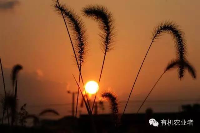 曾经|结伴跑在乡间小路上，跑过了整个童年~~