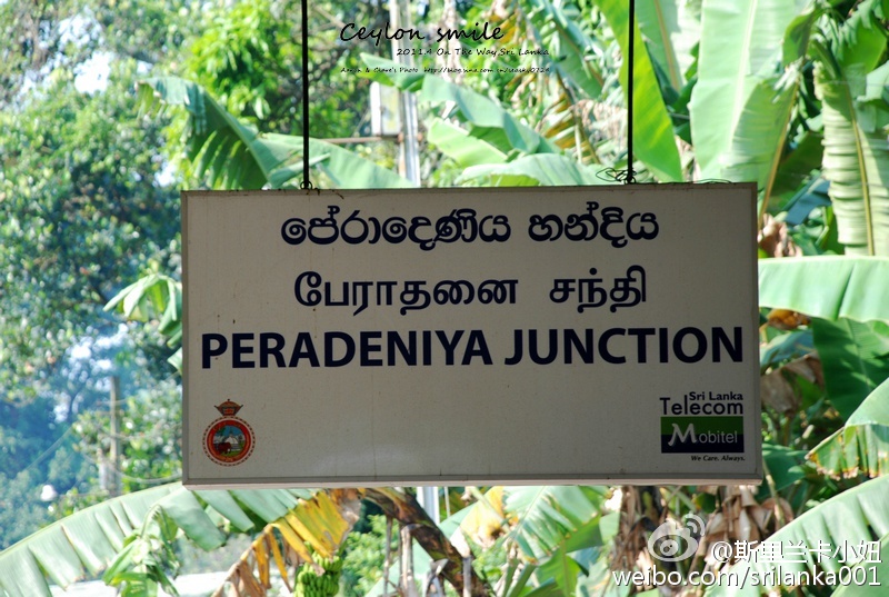 怎样选锡兰红茶,小白学茶的100个基础