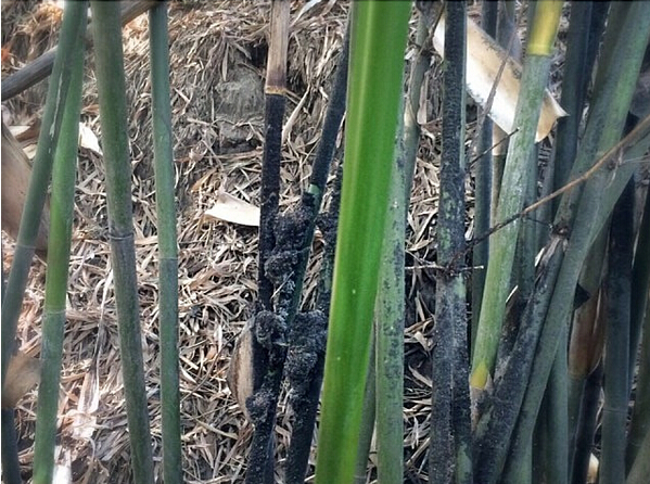 熊猫吃竹子为什么不用吐渣,熊猫吃竹子为什么不会割伤