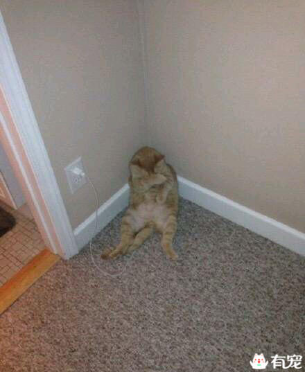 猫咪偷电怎么办 (猫咪偷电)