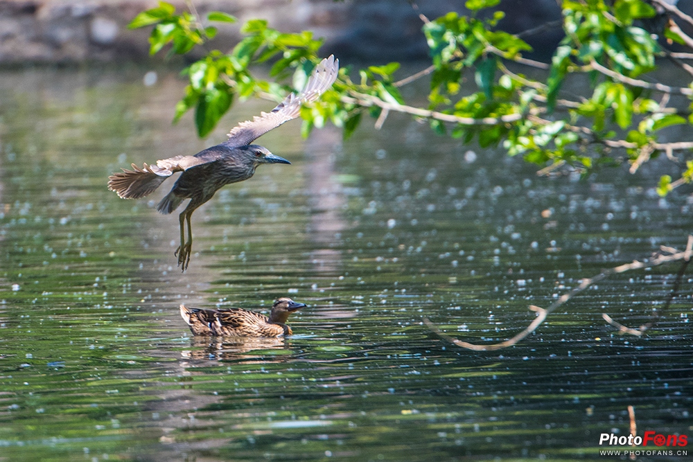 尼康180-400定焦镜头评测,尼康超长焦100-400和180-600