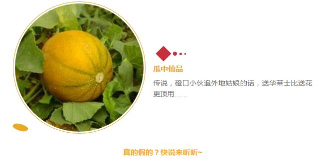 天下第一菜的西瓜视频,天下第一瓜只有在磴口能吃上