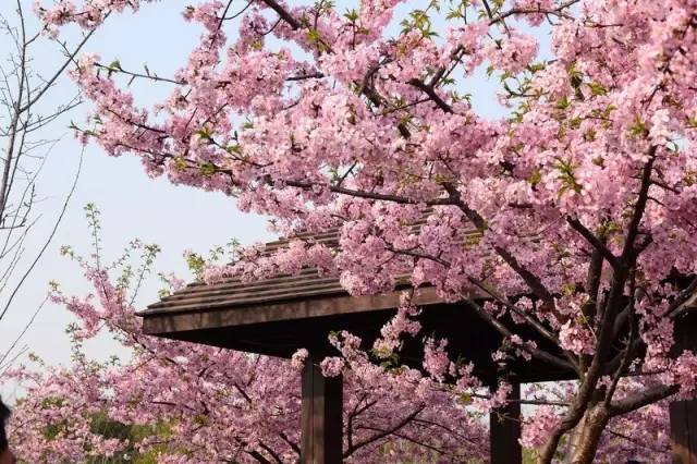 2021上海经济16区排名,上海经济最强的30个镇