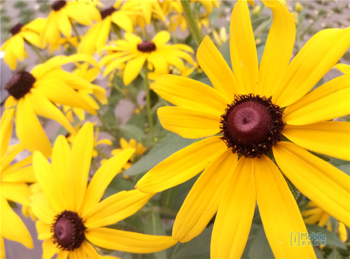 魅蓝3s是最好的一款吗,魅蓝3s全新
