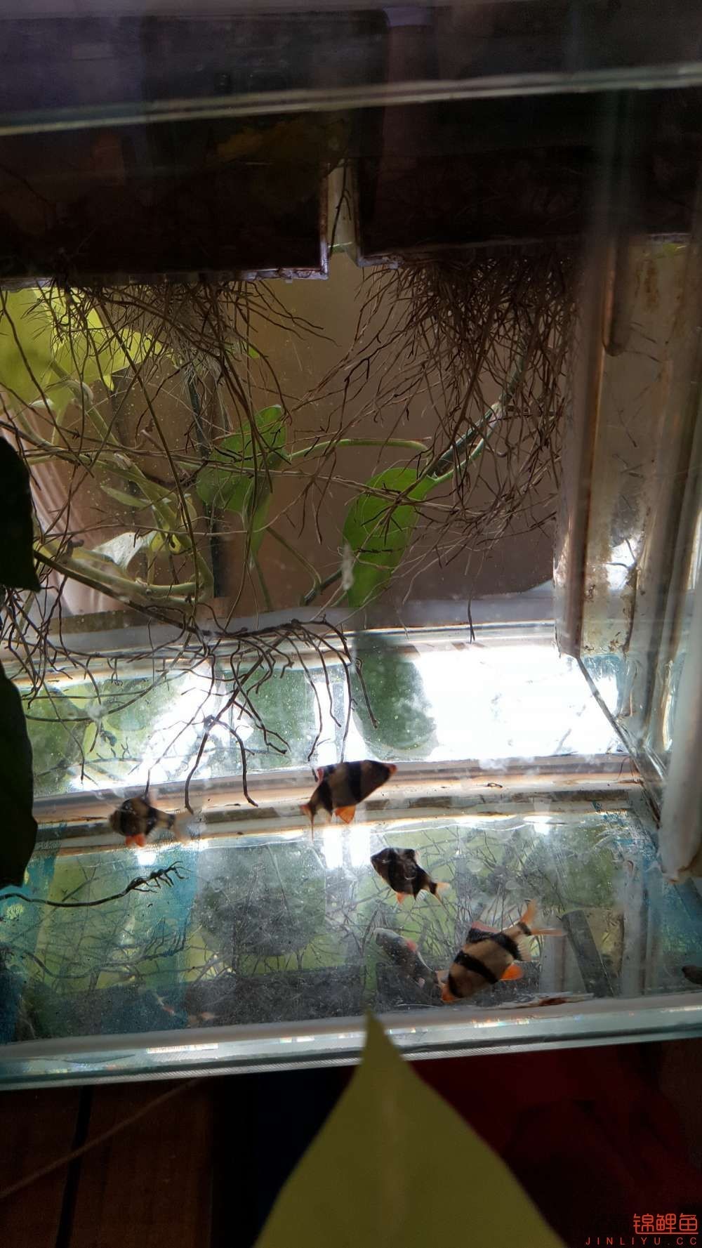 子母生态缸丨庭院深，深，深几许？