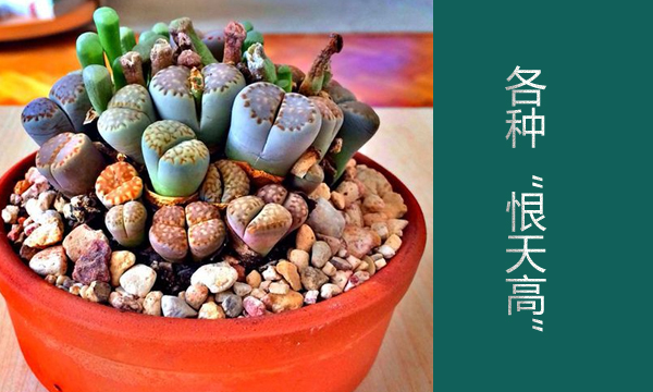 云南多肉植物生石花,南非多肉盆栽生石花