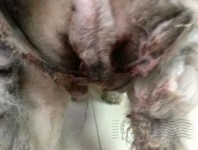 纯种狗的悲哀完整视频,纯种狗的悲哀纪录片资源