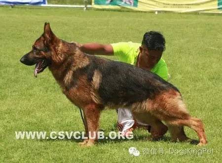 闄曡タ鍜搁槼绉︽簮鐘垗,绉︽簮鐘垗