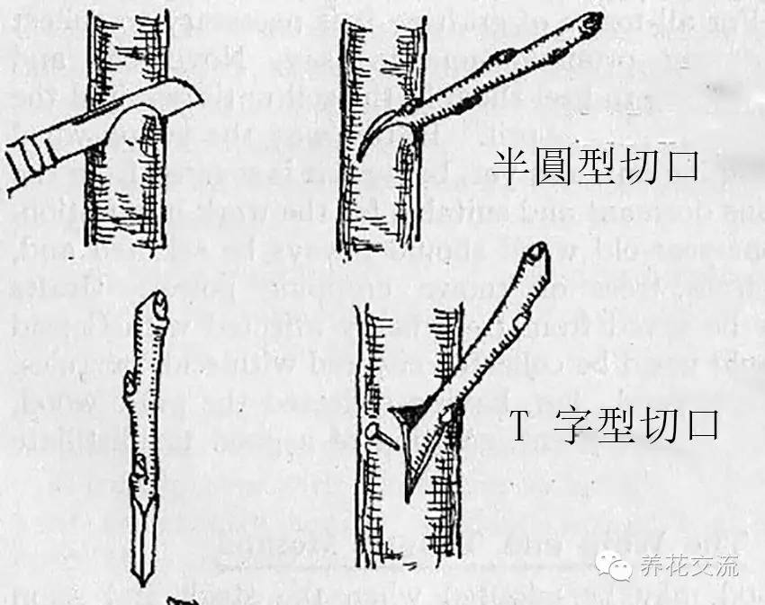 学会这两种嫁接方法，我变成了一个“高技”的花友！