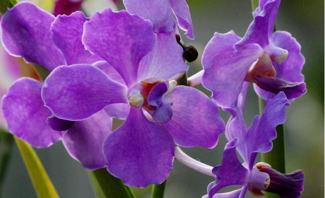 这13种开紫色花的花卉你认识几种,常见的紫色的花卉大全及图片