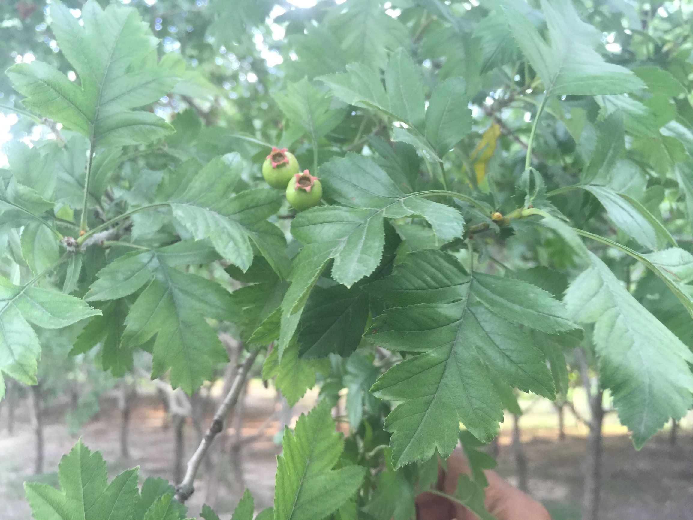 吃肉就拉肚子吃什么药,吃肉吃多了肚子难受喝什么管用