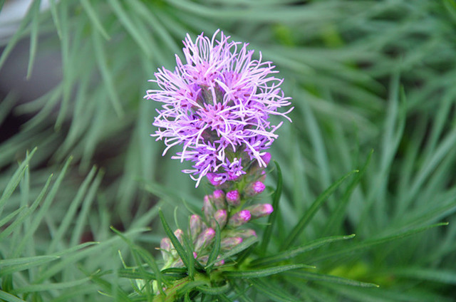 13种寓意最好的花,盆栽开紫色花的花卉有哪些