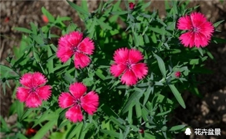 石竹花寓意代表富贵吗,石竹花卉有哪些特点呢