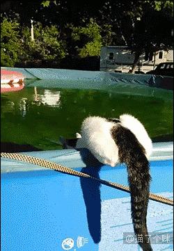 喵星人爆笑合集萌宠,爆笑萌宠大合集关于猫