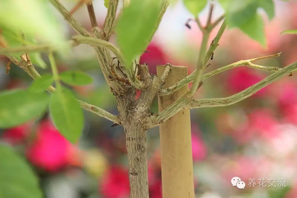 学会这两种嫁接方法，我变成了一个“高技”的花友！