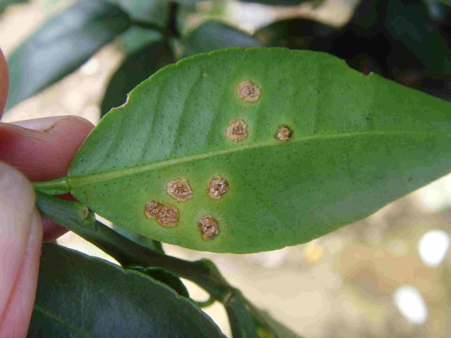 轻松七步走，让脐橙和溃疡病大声说拜拜