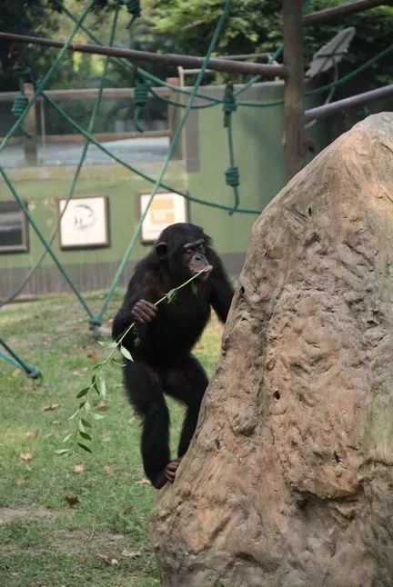 阿拉看环境｜还记得记忆中的西郊公园吗？