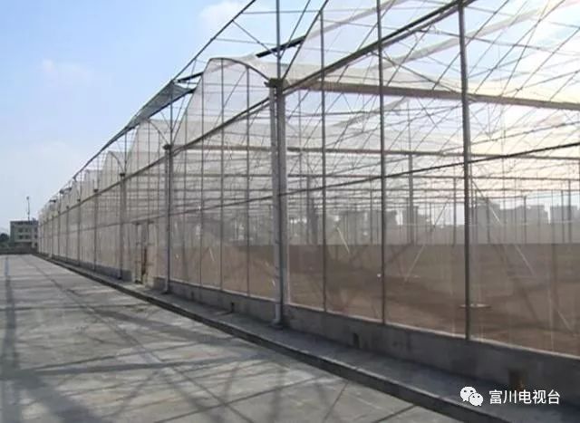 富川自家果园种植脐橙,最新富川脐橙果园