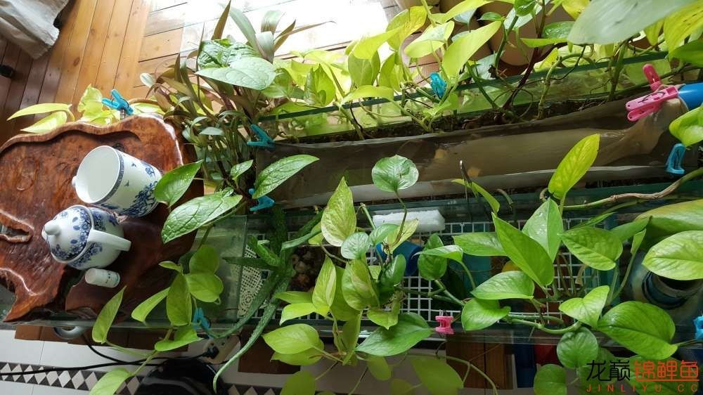 子母生态缸丨庭院深，深，深几许？