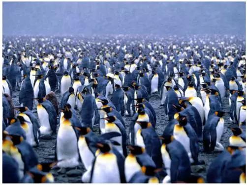 排名第一的比利时,为什么比利时排名很高