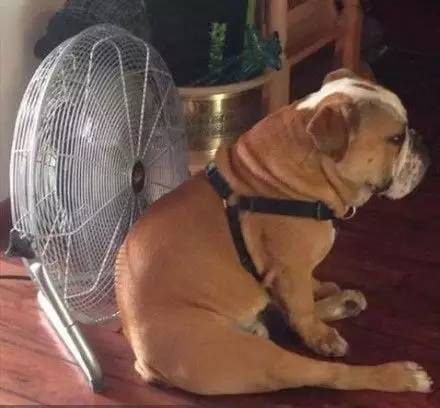 早间看点|神秘黑虫袭击重庆，感觉好害怕