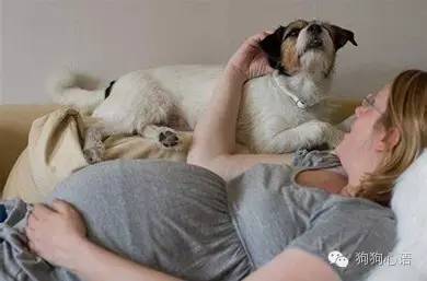怀孕养狗真的会造成胎儿畸形么,怀孕期间家里养狗对宝宝有影响吗