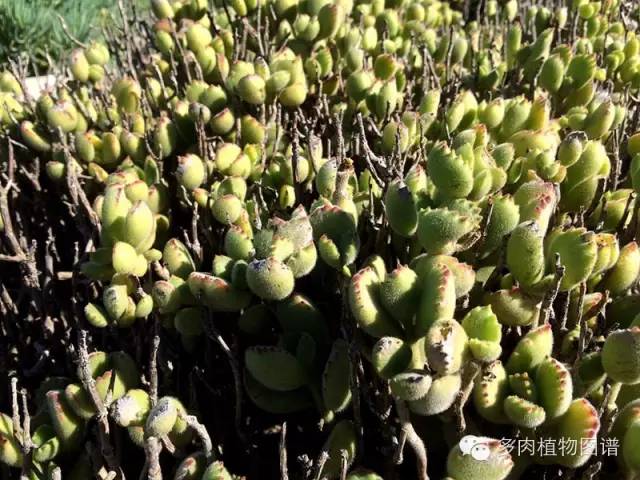 多肉居然能这么美,10种公认最好养爆盆的多肉