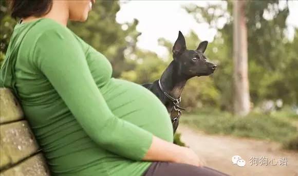 养狗狗可以怀孕吗,怀孕养狗狗的好处