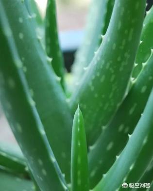 芦荟叶子变紫是什么原因,芦荟叶子变黄了什么原因还有救吗