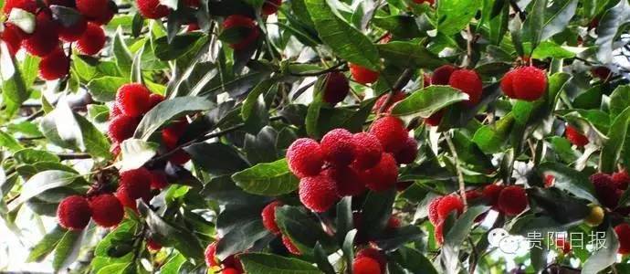 贵阳夏季鲜果采摘全攻略都在这了收好不谢