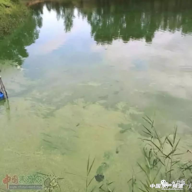 怎样判断鱼是否喂食过量,浅谈鱼摄食异常现象与疾病诊断