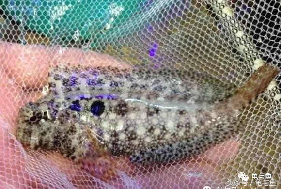 淡海除藻最好的方法,海水除藻