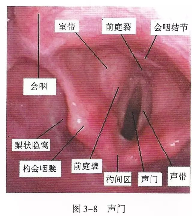鍛煎惛閬撶殑瑙e墫缁撴瀯缁勬垚,涓嬪懠鍚搁亾瑙e墫瑙嗛鏁欑▼