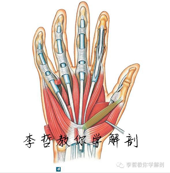 右正中神经在哪里,正中神经手部分支