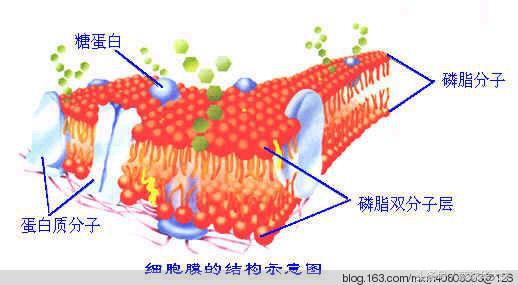 抗磷脂抗体综合症到是哪方妖怪，该怎么对付？