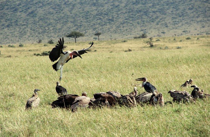 12天肯尼亚动物大迁徙自驾之旅,肯尼亚动物旅行