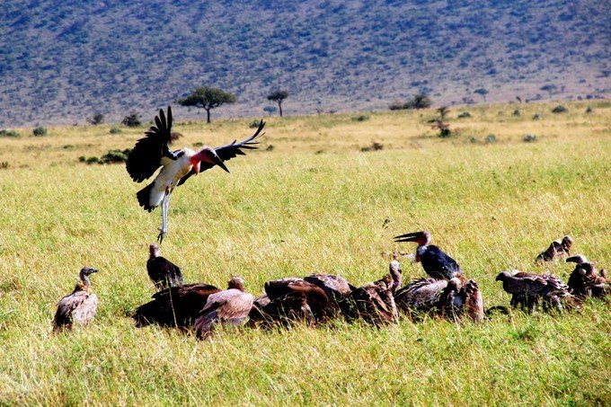 12天肯尼亚动物大迁徙自驾之旅,肯尼亚动物旅行