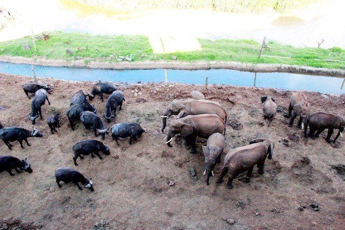 12天肯尼亚动物大迁徙自驾之旅,肯尼亚动物旅行