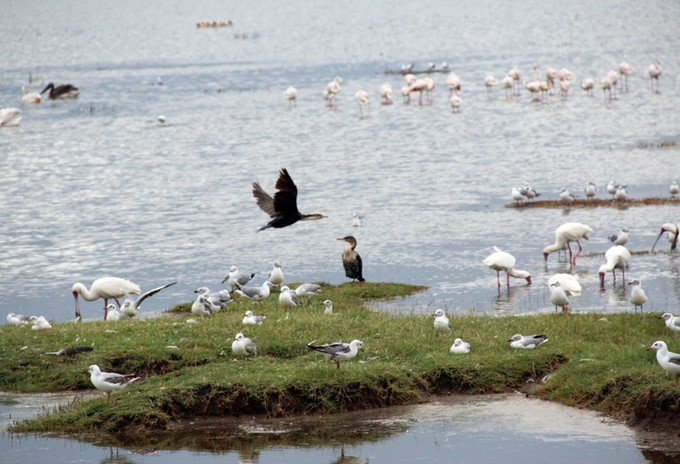 12天肯尼亚动物大迁徙自驾之旅,肯尼亚动物旅行